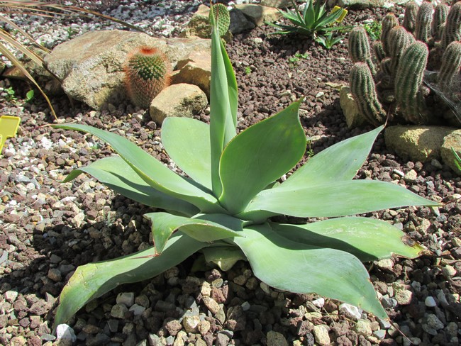 agave celsii (Copier).JPG