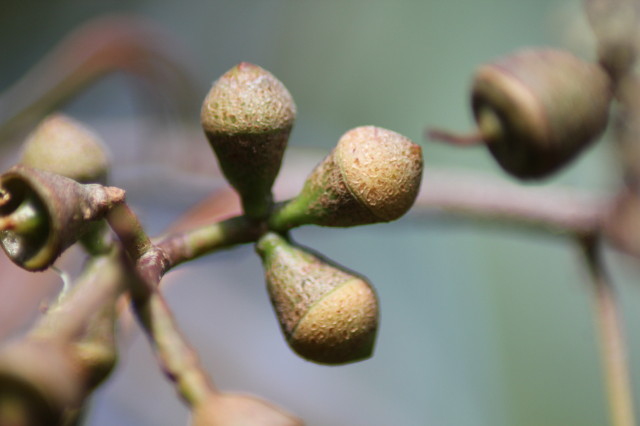 Eucalyptus chapmaniana x X 20160707_5210_1.JPG