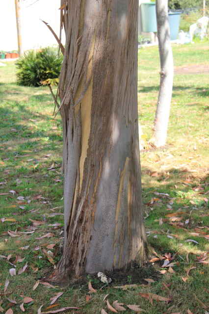 Eucalyptus chapmaniana x X 20160707_5679_1.JPG