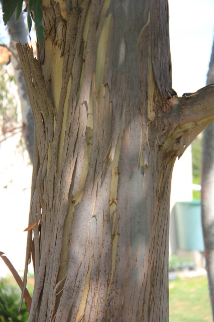 Eucalyptus chapmaniana x X 20160707_5681_1.JPG