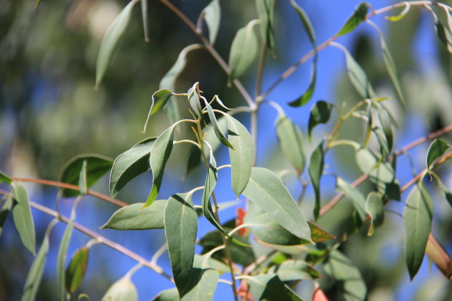 Eucalyptus coccifera 20160707_5544_1.JPG