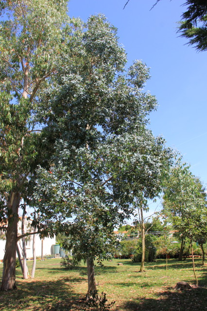 Eucalyptus cordata ssp cordata 20160707_5240_1.JPG