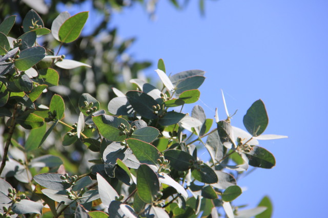 Eucalyptus cordata ssp cordata 20160707_5252_1.JPG