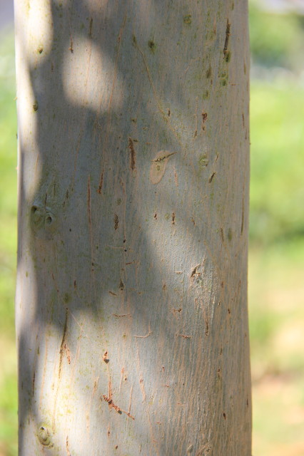 Eucalyptus cordata ssp cordata 20160707_5596_1.JPG