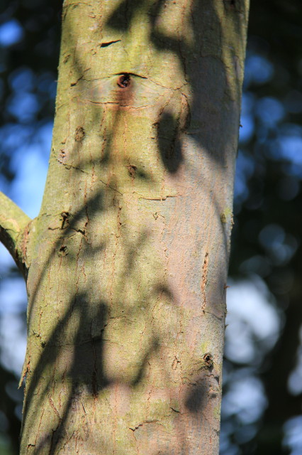 Eucalyptus cordata ssp quadrangulosa 20160707_5524_1.JPG