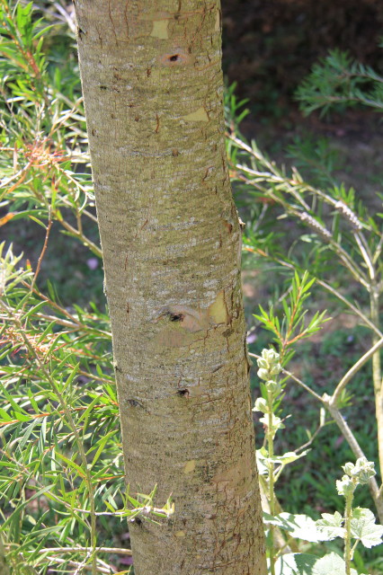 Eucalyptus cordata ssp quadrangulosa 20160707_5518_1.JPG