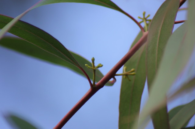 Eucalyptus mannifera 20160707_5200_1.JPG
