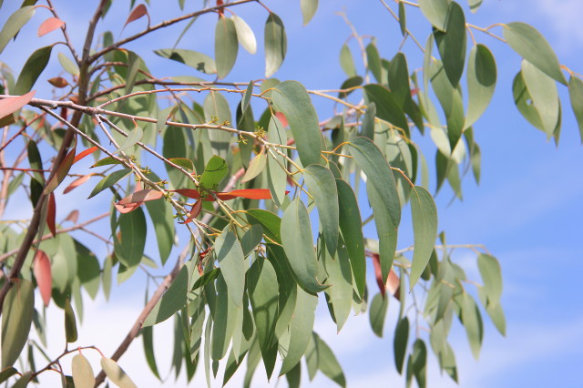 Eucalyptus pauciflora ssp niphophila 20160707_5331_1.JPG