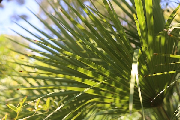 Chamaerops humilis1.jpg