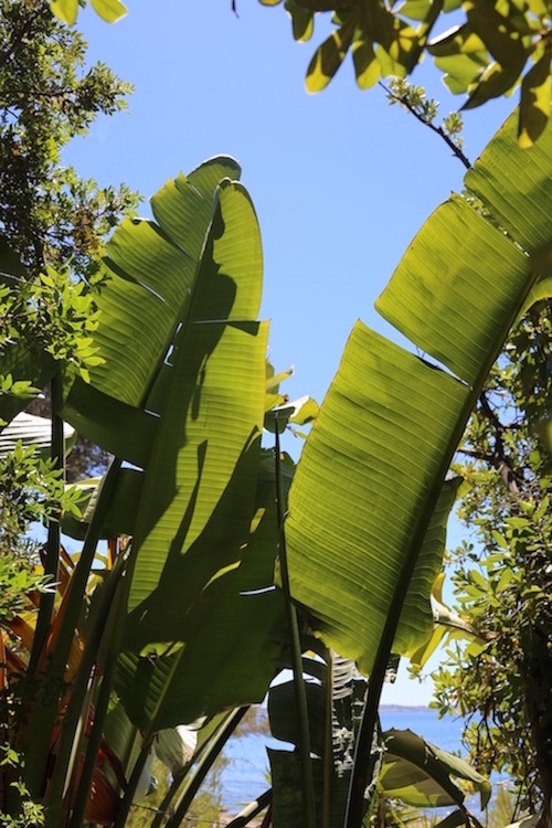 Strelitzia nicolai.jpg