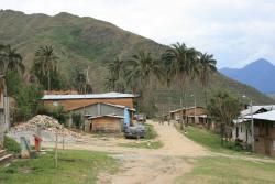 parajubaea cocoides  Ã   l'état sauvage Ã   tabaconas