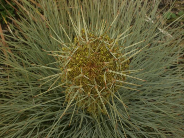 Acyphilla auréa en fleur