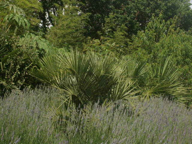 butia capitata dans la lavande