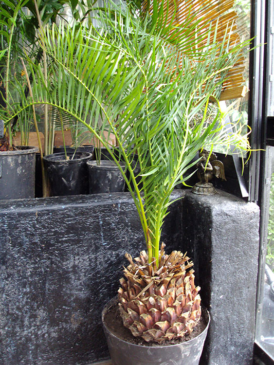 Macrozamia Moorei (23cm)