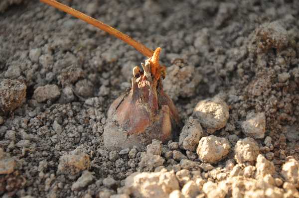 le petit panzhihuaensis qui repart...