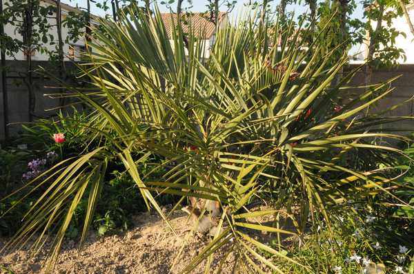 Butia capitata protégé cet hiver sous bÃ¢che en tente candienne....