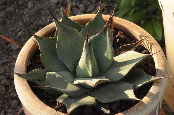 agave parryi en pot