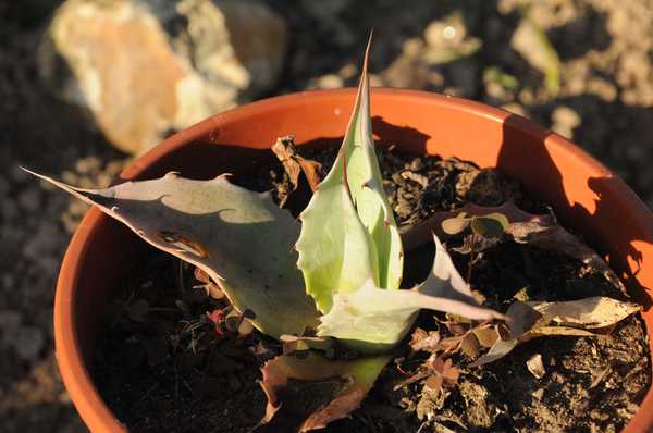 agave ovatifolia qui a souffert aussi malgré sa protection au sec....