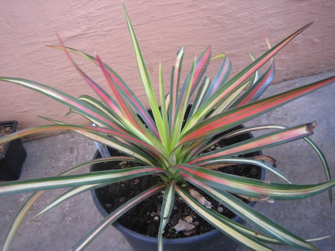 yucca aloifolia mediopicta tricolor (3) [680x640].JPG