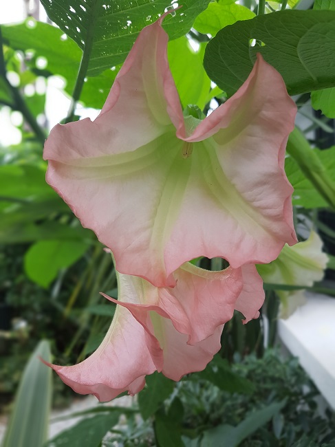 Brugmansia 04092016 (1).jpg