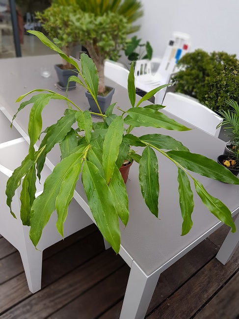 Hedychium horsfieldii sept 2016.jpg