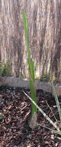 arconthophoenix alexandrae (Copier).JPG