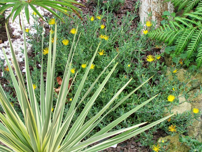 delosperma jaune (Copier).JPG