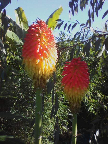 Kniphofia