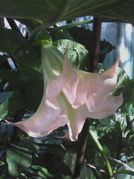 Brugmansia angels exotic