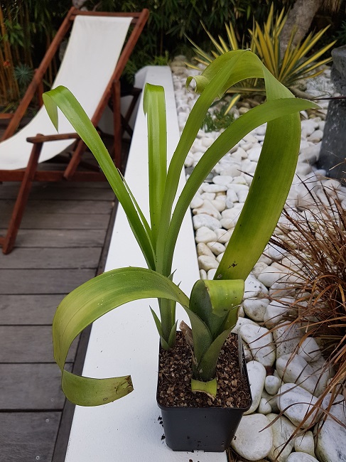 Bilbergia nutans big.jpg