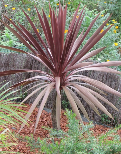 cordyline atropurpureum(Copier).JPG