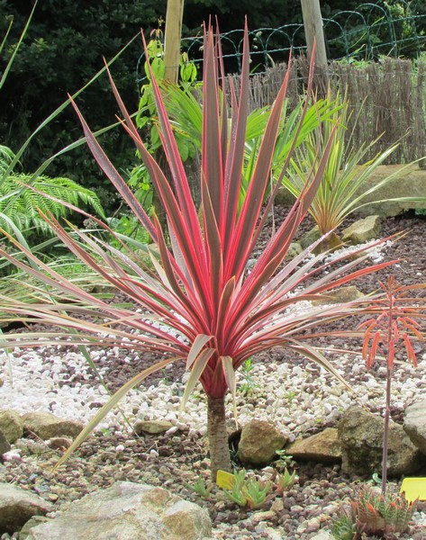 cordyline charlie boy (Copier).JPG