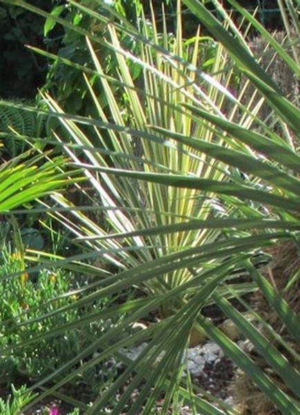 cordyline torbay dazler (Copier).JPG