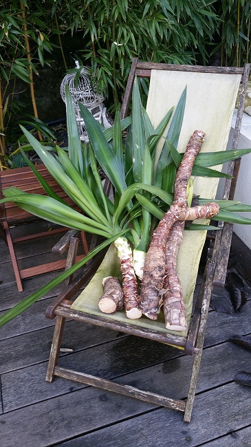 Yucca guatemalensis boutures 04012016.jpg