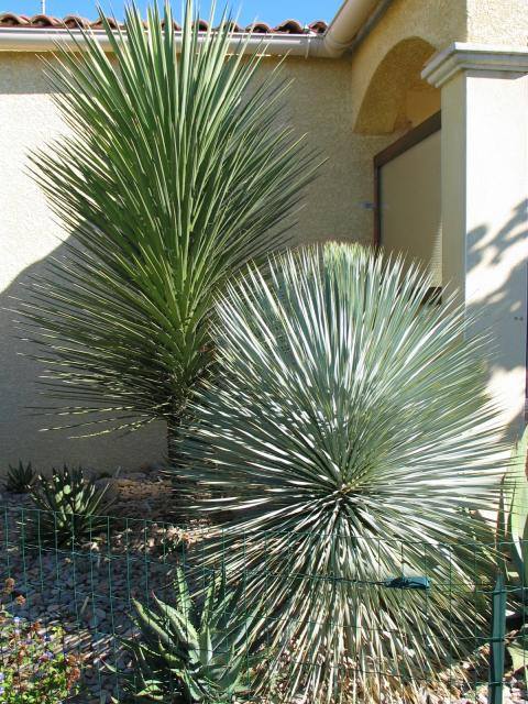 Yucca.jpg