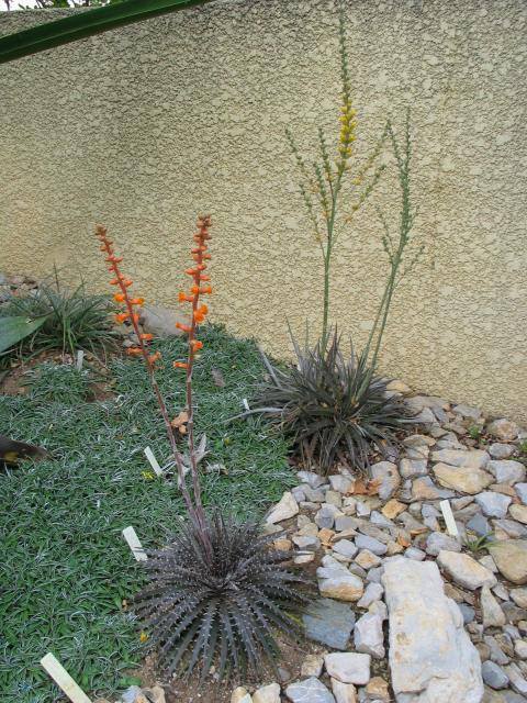 Dyckia.jpg