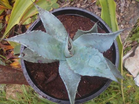 Agave 1