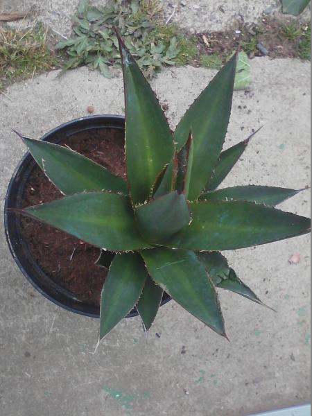 Agave 3