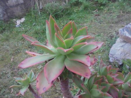 Aeonium bout limbe rouge :)