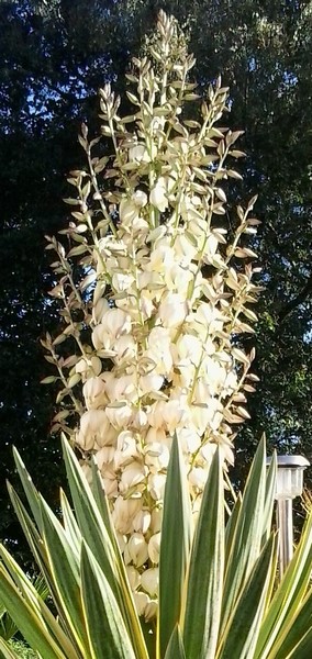 yucca aloifolia fleur (2) (Copier).jpg