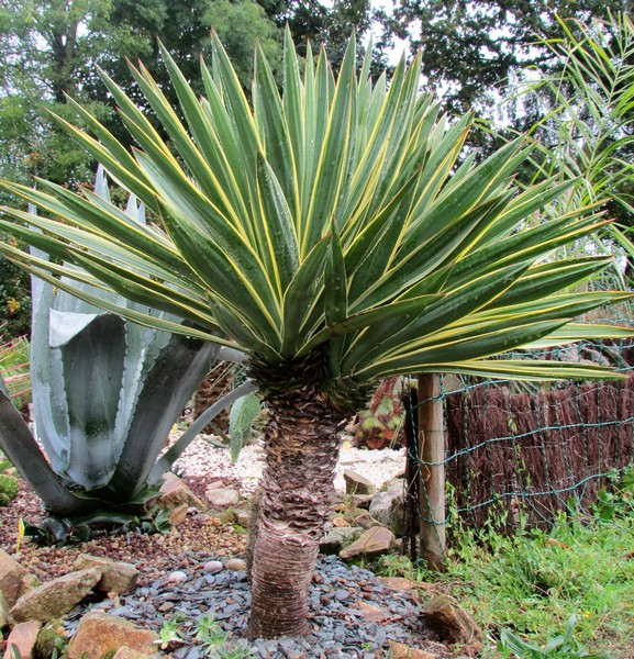 yucca aloifolia variegata (Copier).JPG