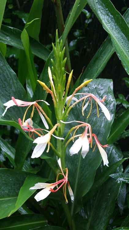 Jardin sous la pluie 4 09 2015.jpg