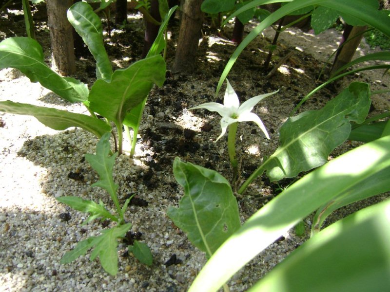 DSC03080 Jaborosa integrifolia.jpg