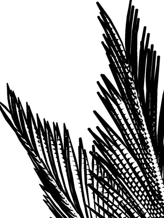 nikau-04.jpg