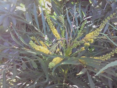 Mahonia soft caress en fleur