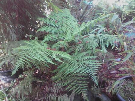 Cyathea australis