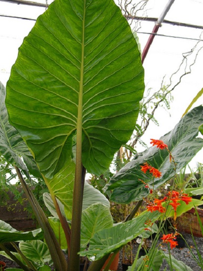 Alocasia gigantea.jpg