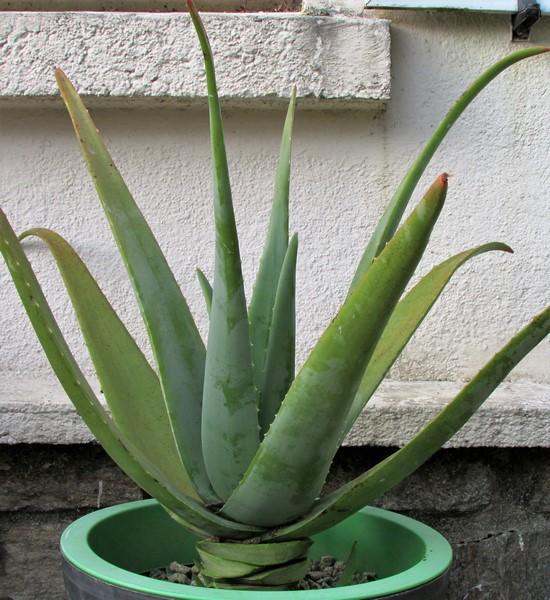 aloe vera (Copier).JPG