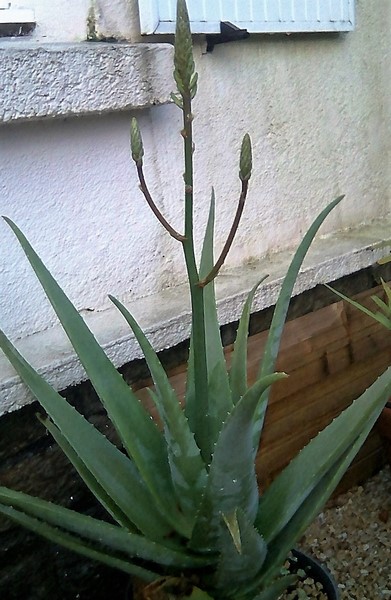 aloe vera inflo (Copier).JPG