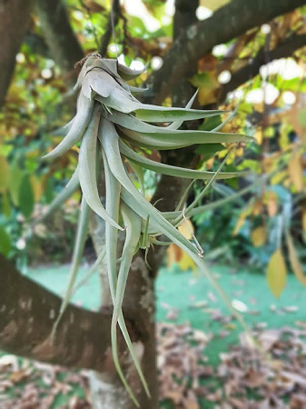 Tillandsia Capitata peach.png